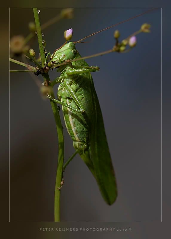 Fotografie