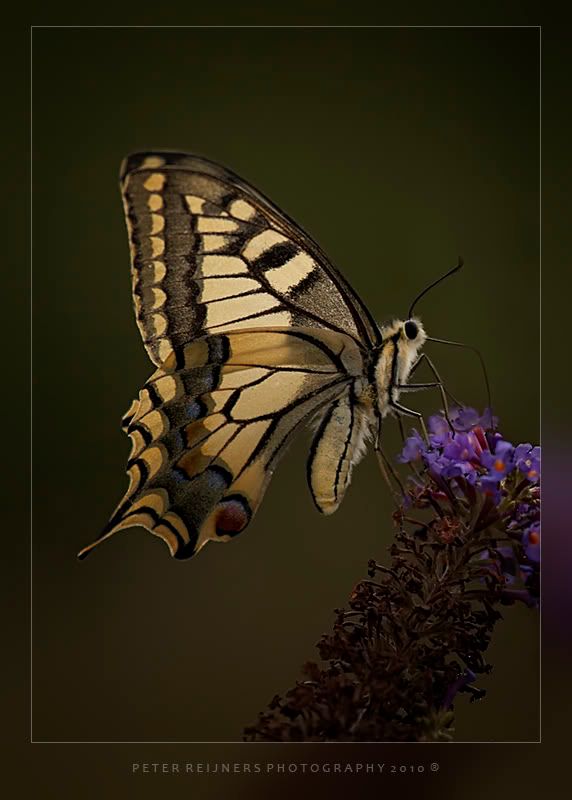 Fotografie