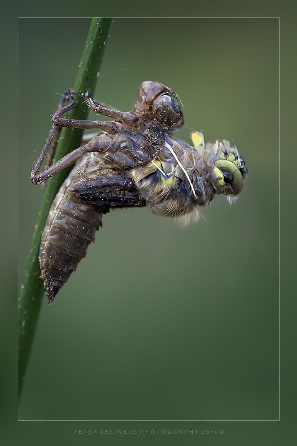 Fotografie