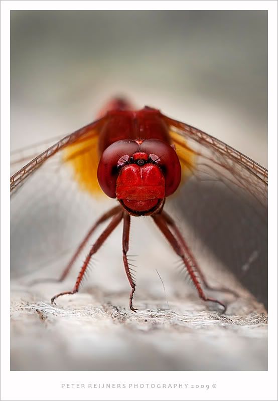 Fotografie