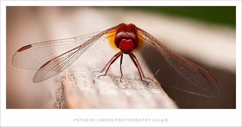 Fotografie