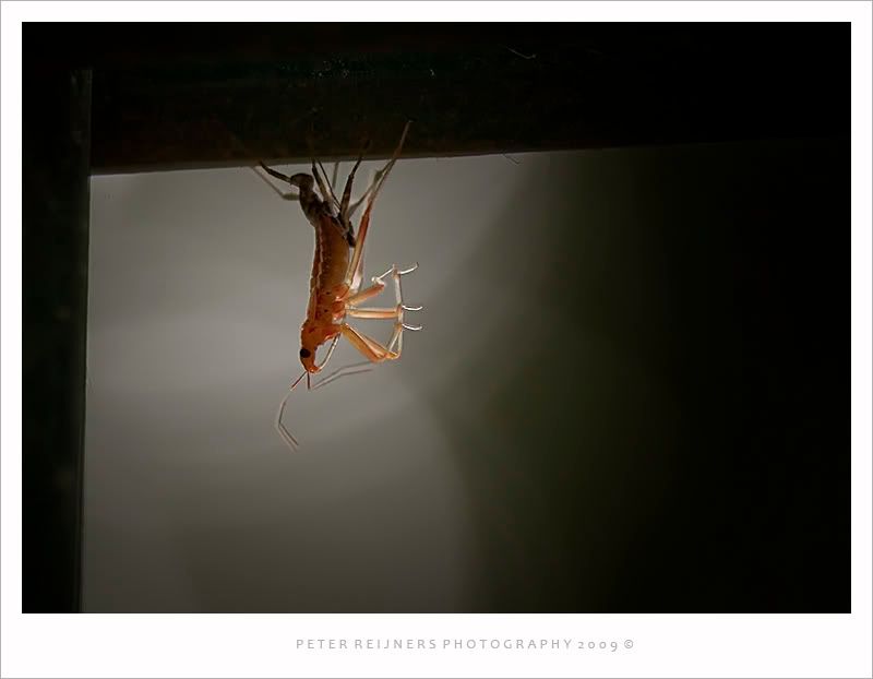 Fotografie