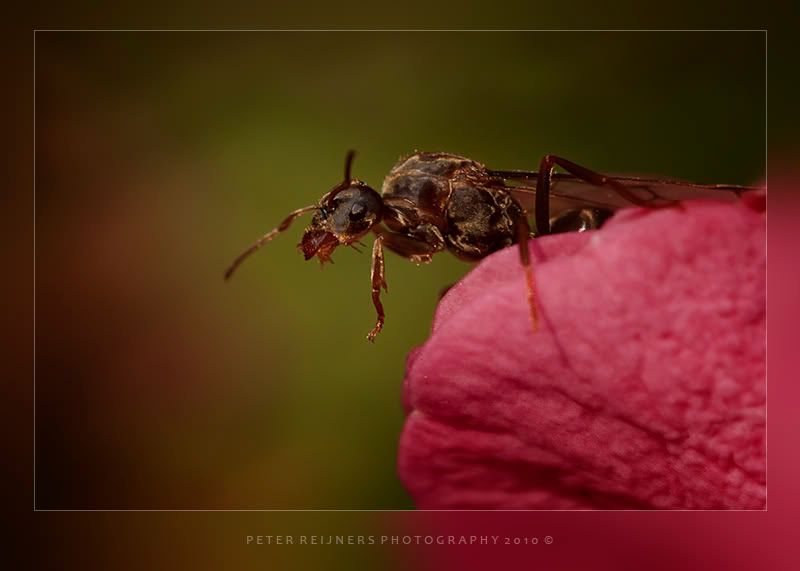 Fotografie