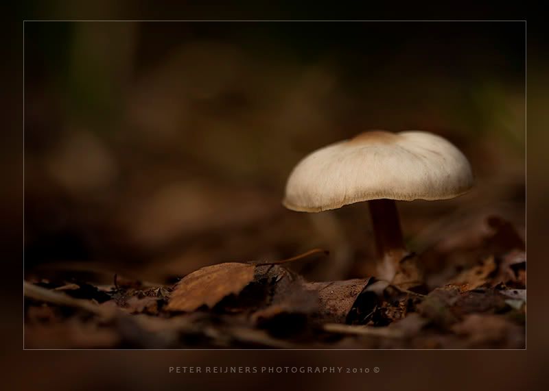 Fotografie