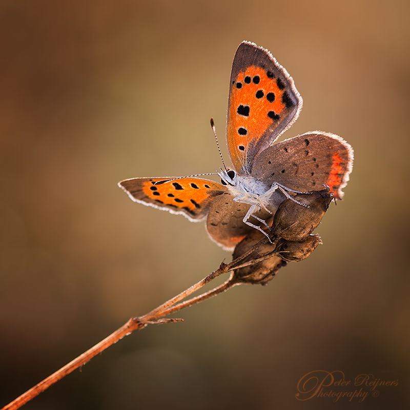 Fotografie