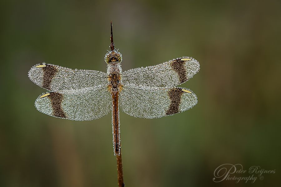 Fotografie