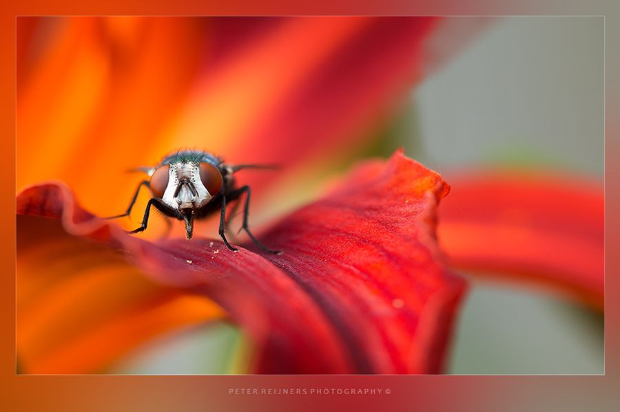 Fotografie