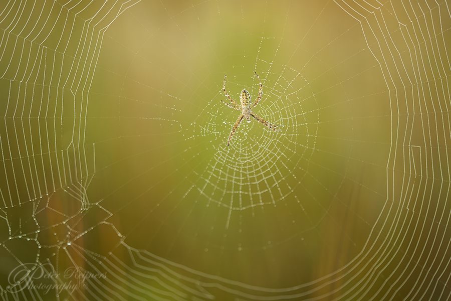 Fotografie