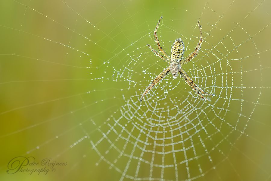 Fotografie