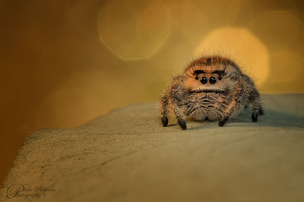 Fotografie