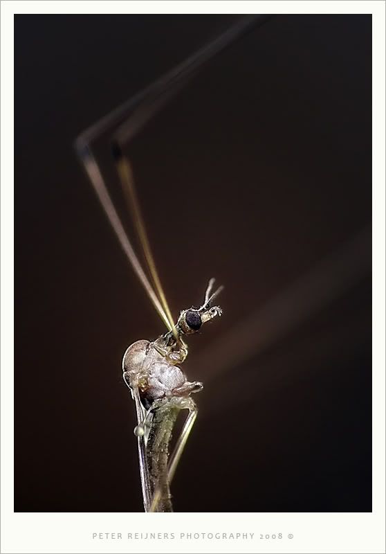 Fotografie