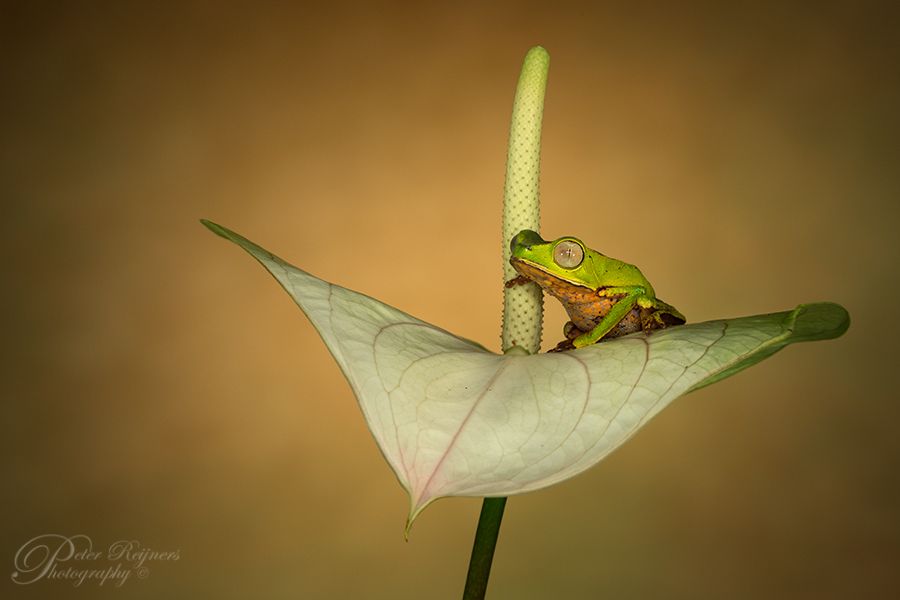 Fotografie