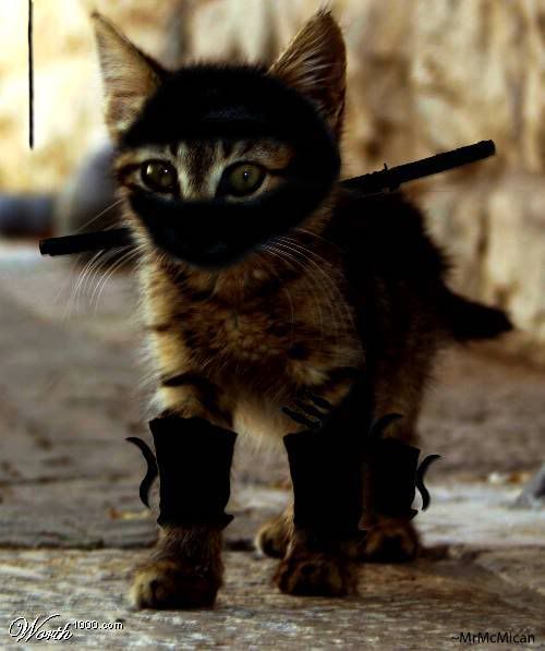 ninjacat.jpg ninja cat 2 picture by 240mama