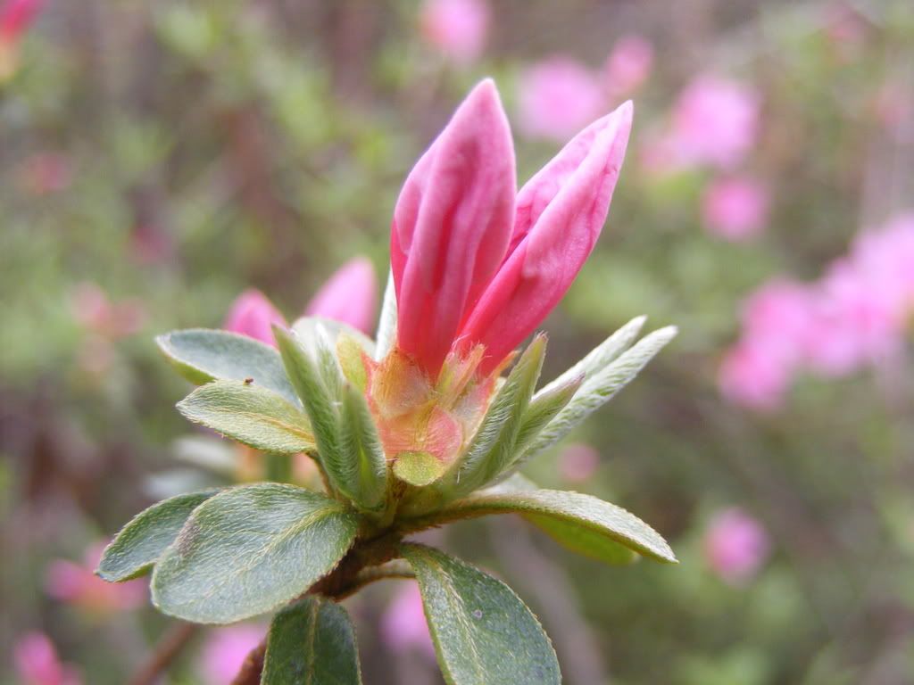 Azalea bud