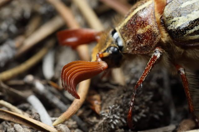 IMAGE: http://i227.photobucket.com/albums/dd235/worrptangl/Long-Haired_June_Beetle02.jpg