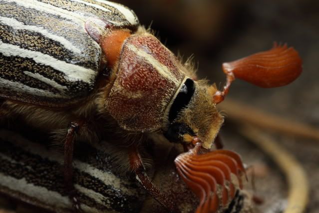 IMAGE: http://i227.photobucket.com/albums/dd235/worrptangl/Long-Haired_June_Beetle03.jpg