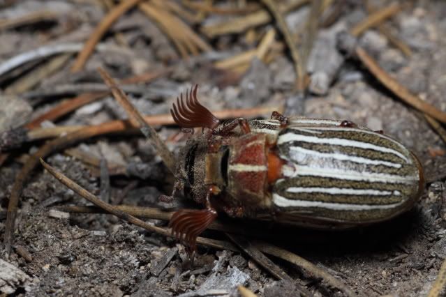 IMAGE: http://i227.photobucket.com/albums/dd235/worrptangl/Long-Haired_June_Beetle04.jpg