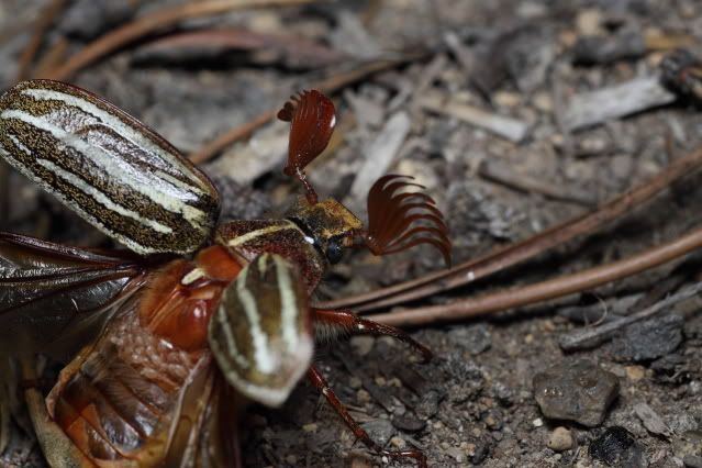 IMAGE: http://i227.photobucket.com/albums/dd235/worrptangl/Long-Haired_June_Beetle05.jpg