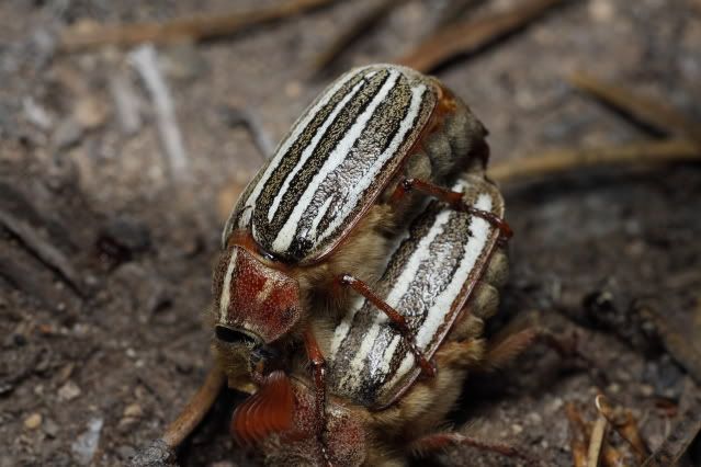 IMAGE: http://i227.photobucket.com/albums/dd235/worrptangl/Long-Haired_June_Beetle06.jpg