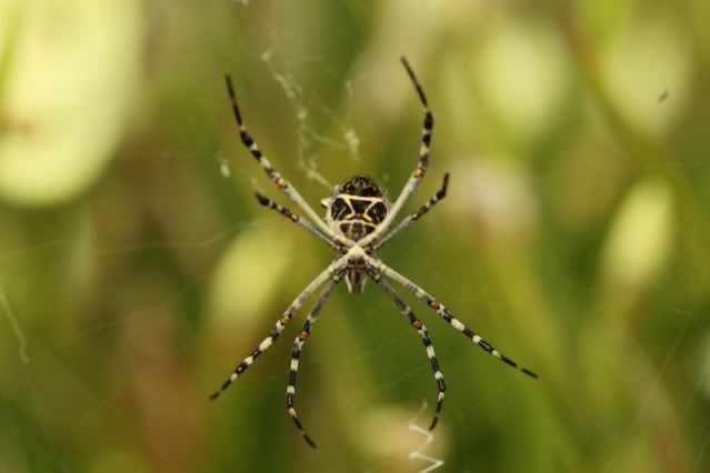 IMAGE: http://i227.photobucket.com/albums/dd235/worrptangl/_MG_2353.jpg