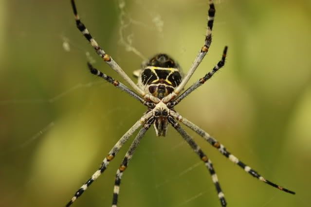 IMAGE: http://i227.photobucket.com/albums/dd235/worrptangl/_MG_2354.jpg