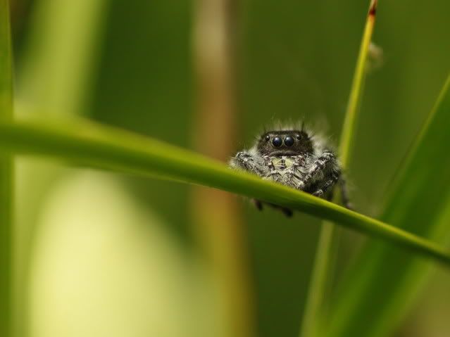 IMAGE: http://i227.photobucket.com/albums/dd235/worrptangl/_MG_2365.jpg