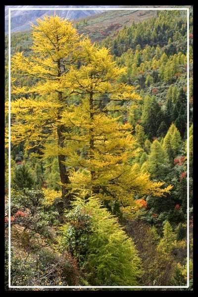 http://i227.photobucket.com/albums/dd236/susan8652/Shangri-La%20-%20the%20legendary%20paradise/17.jpg?t=1193813519