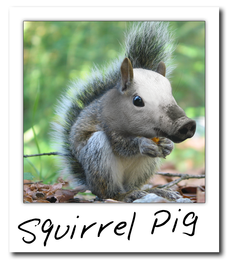Squir_Pig.png