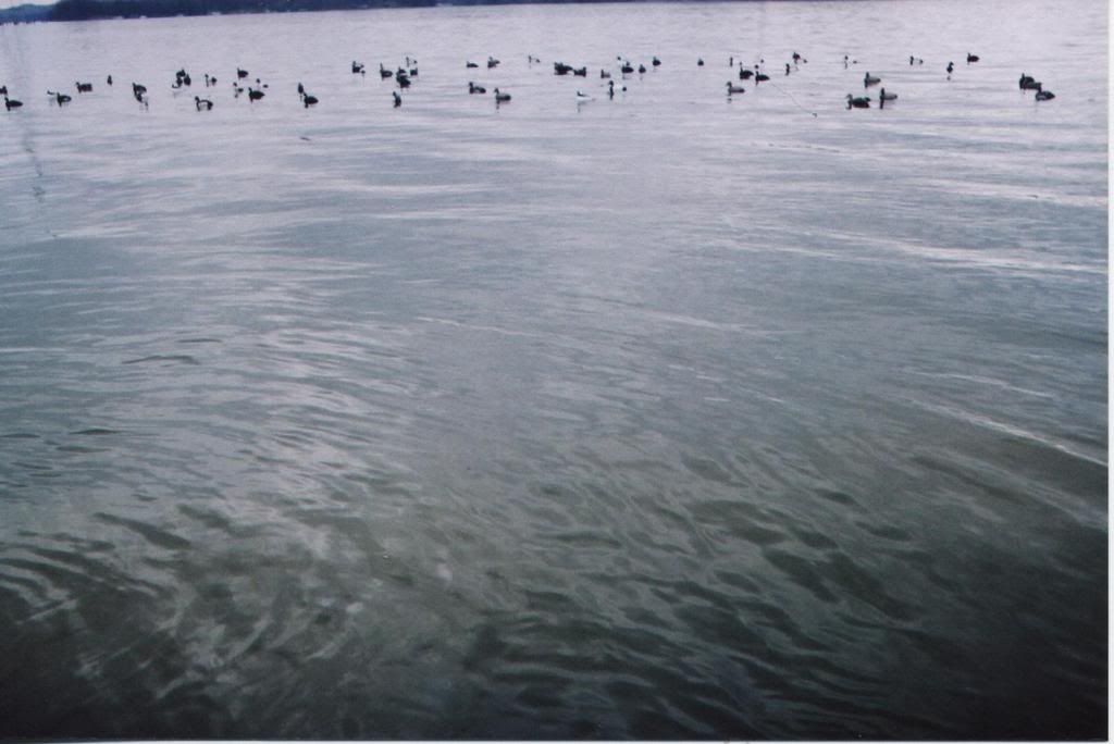 Alabama Diver Spread Duck Hunting Forum