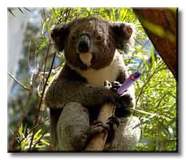 koala1.jpg