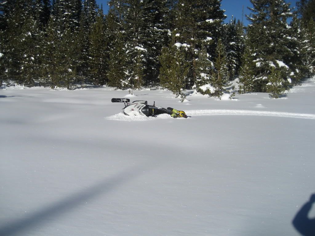 snowies1-8-13005.jpg