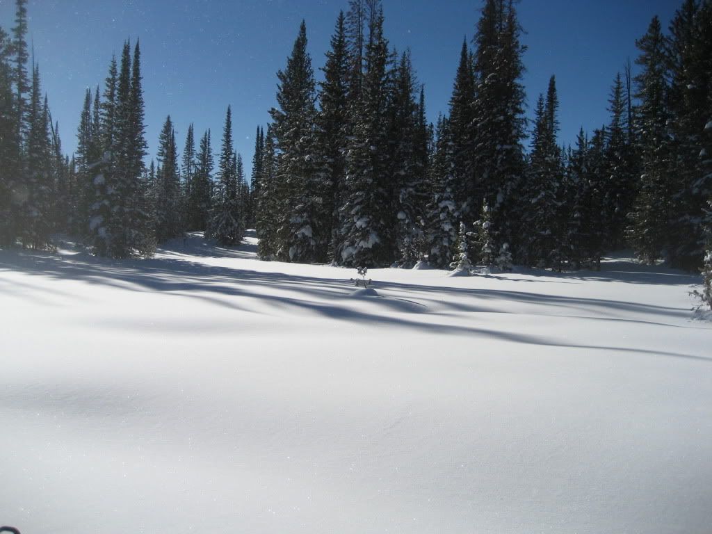 snowies1-8-13006.jpg