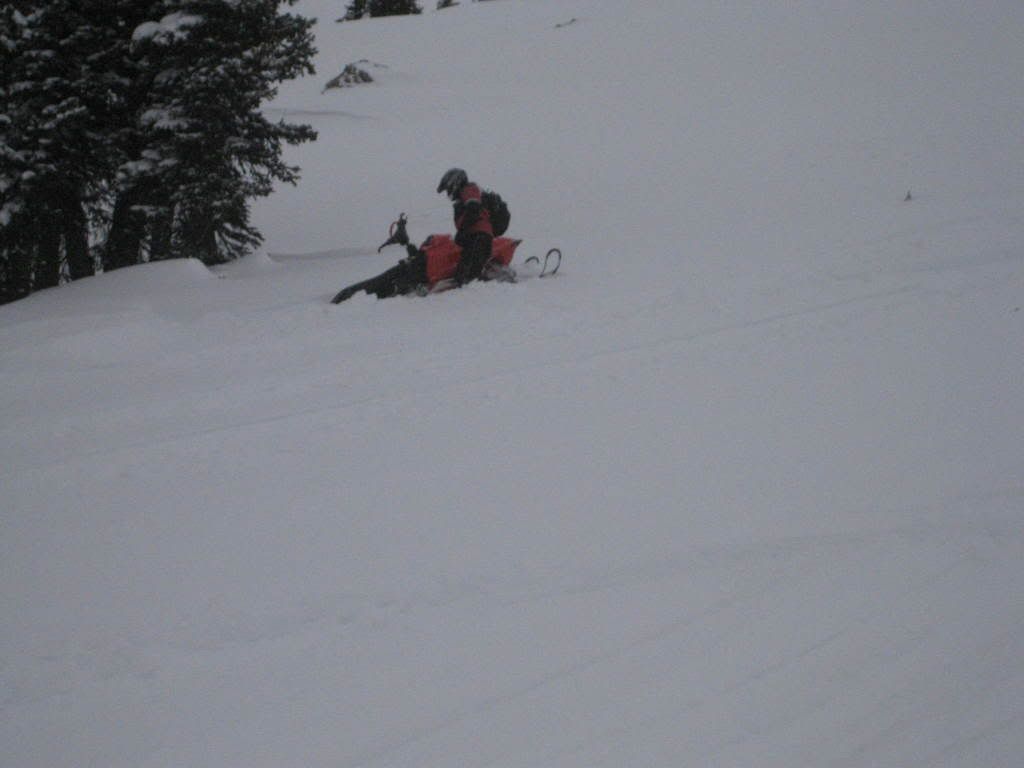 snowies12-03-08002.jpg