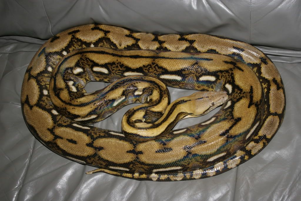 ASIATIC RETICULATED PYTHON OR REGAL PYTHON. weighs up to 160kg.