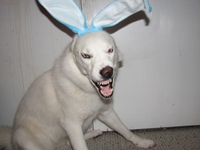 IMAGE: http://i227.photobucket.com/albums/dd302/petsxanimals/zelda/02-16-08009.jpg