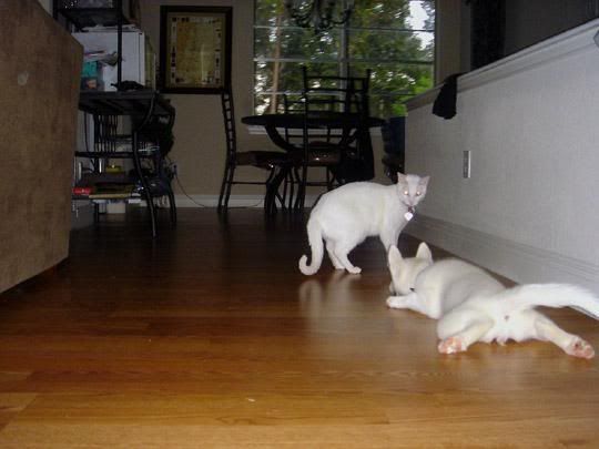 IMAGE: http://i227.photobucket.com/albums/dd302/petsxanimals/zelda/l_32656a26d1bc59eec88a58d2aeda8448.jpg