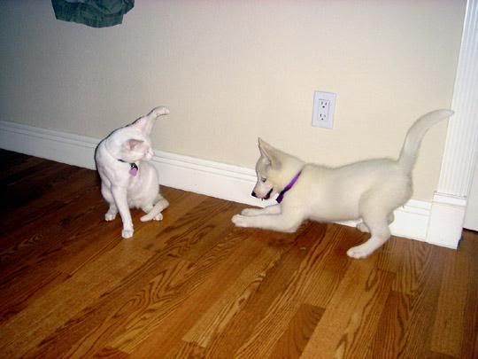 IMAGE: http://i227.photobucket.com/albums/dd302/petsxanimals/zelda/l_e24c31f8bf76c87951ae70ef7dc493eb.jpg