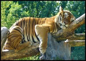 baby tiger sleeping Pictures, Images and Photos