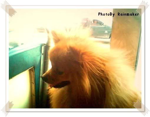Panda On The Bus