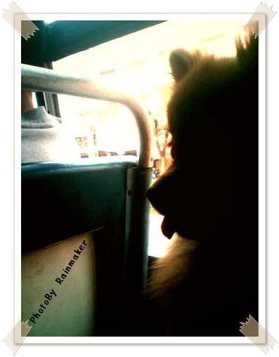 Panda On The Bus