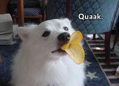 quack_dog_duck.jpg