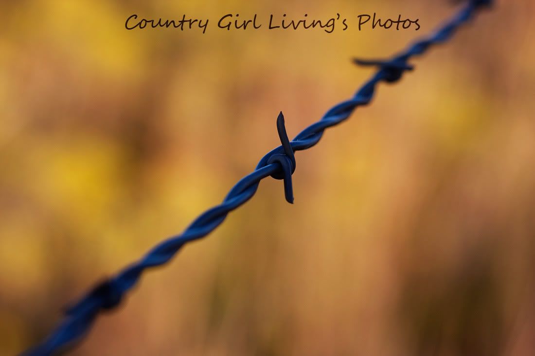 Country Girl Living's Photos