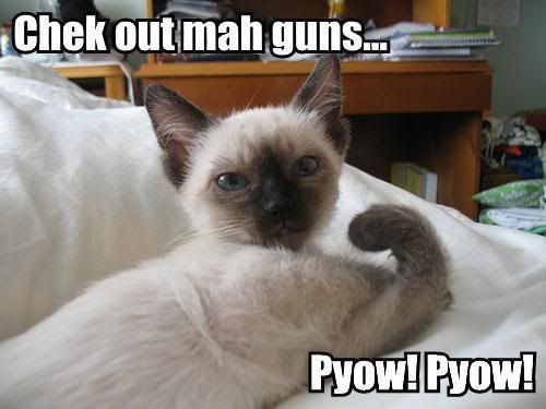 cats with guns. cats with guns