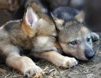 Wolf Pups Pictures, Images and Photos