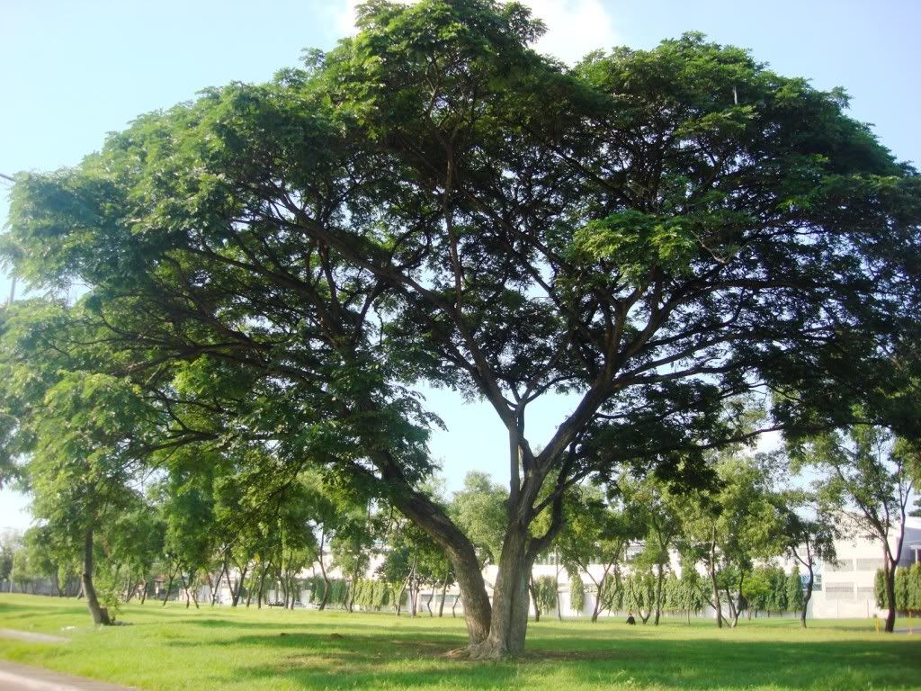 ano itsura ng puno ng acacia?