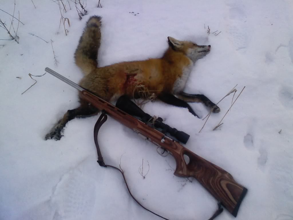 Fox2.jpg