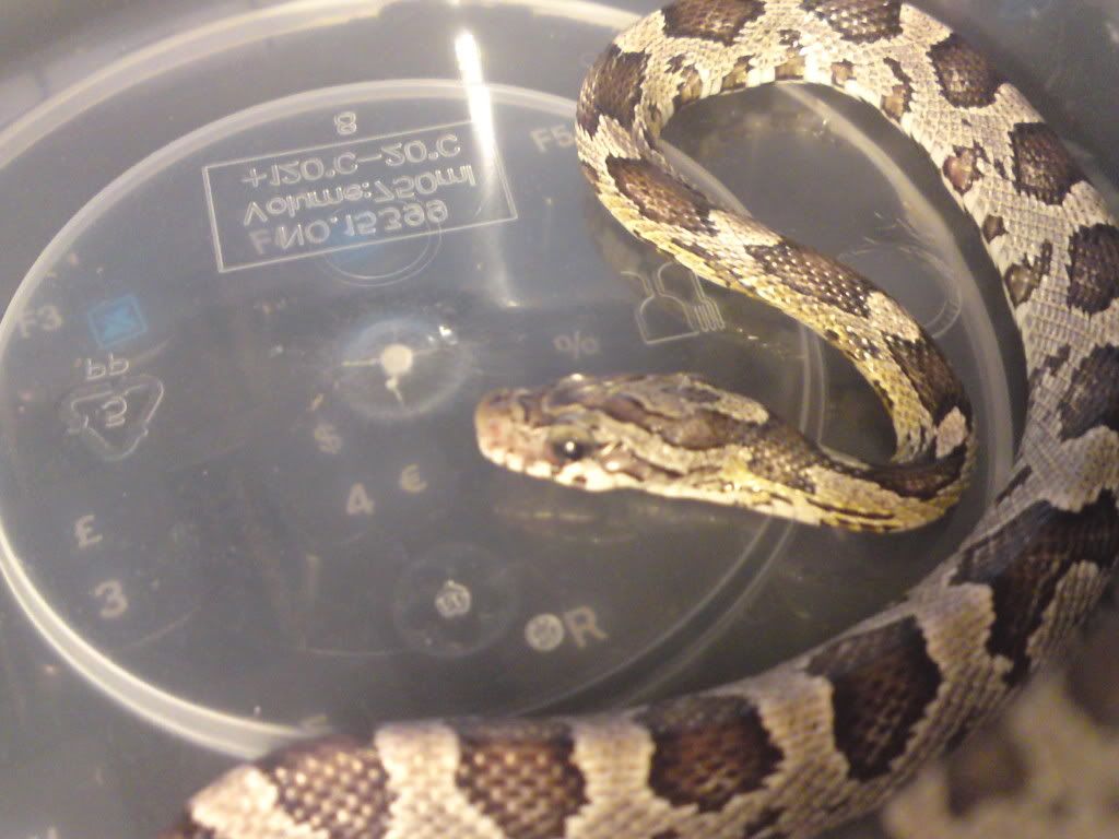 Corn snake jaw problems Reptile Forums