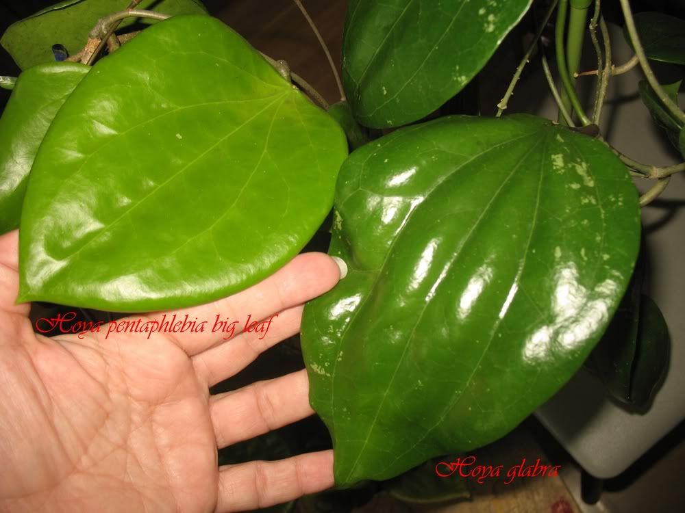 Hoya Pentaphlebia Big Leaf & Hoya Glabra Photo by ssv60 | Photobucket